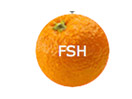 Bekijk Fresh TV live