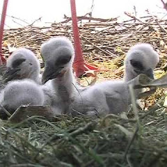 Bekijk Kirchzarten Stork Nest Live Webcam live